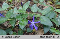 Vinca major ssp. balcanica (barwinek bałkański)