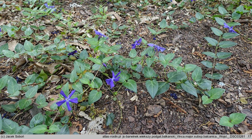 Vinca major ssp. balcanica (barwinek bałkański)