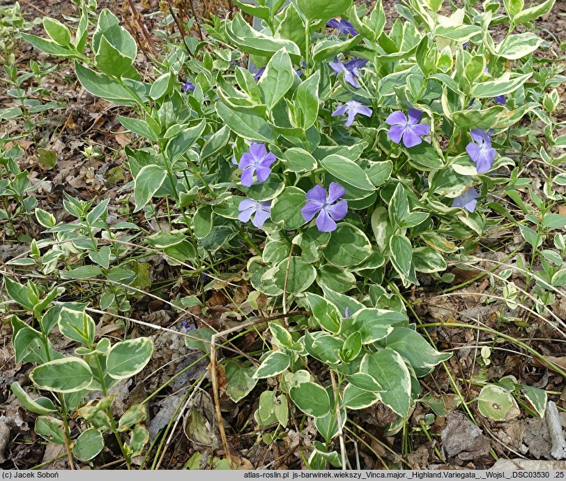 Vinca major Highland Variegata