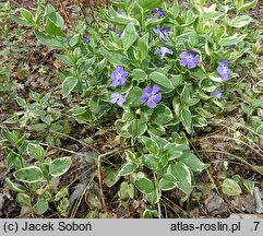 Vinca major Highland Variegata