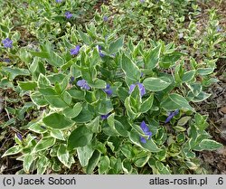 Vinca major Highland Variegata