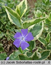Vinca major Highland Variegata
