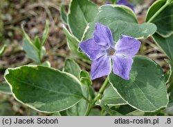 Vinca major Highland Variegata