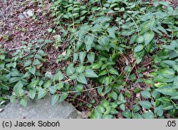 Vinca major Maculata