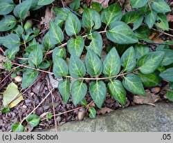 Vinca major Maculata