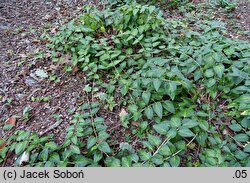 Vinca major Maculata