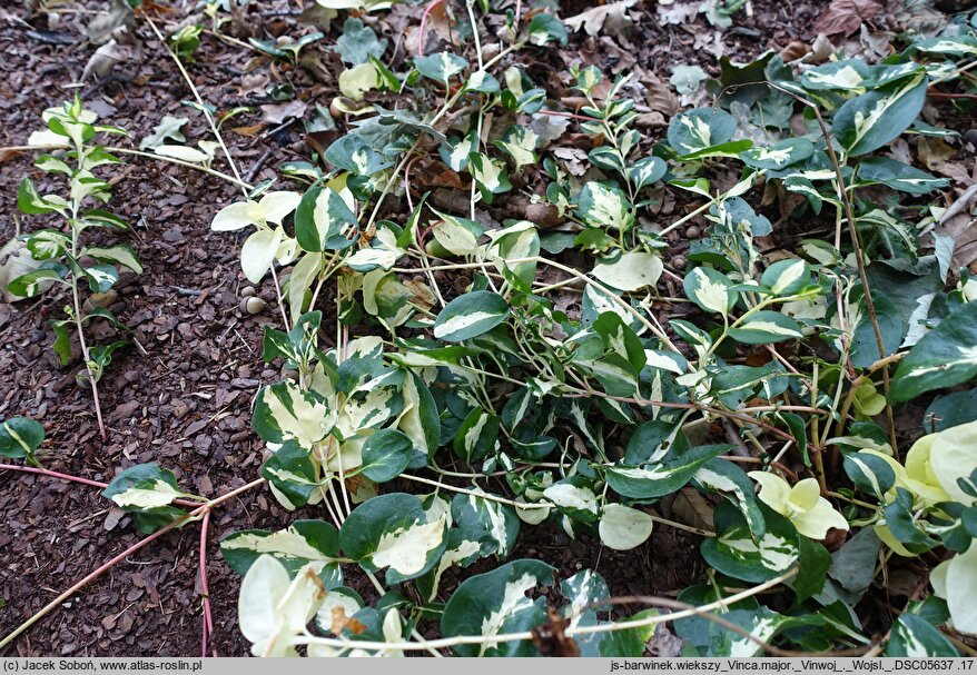 Vinca major Vinwoj