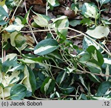 Vinca major Vinwoj