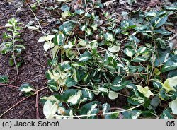 Vinca major Vinwoj