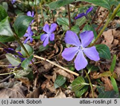 Vinca major (barwinek większy)