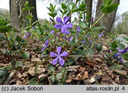 Vinca major (barwinek większy)