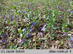 Vinca major (barwinek większy)