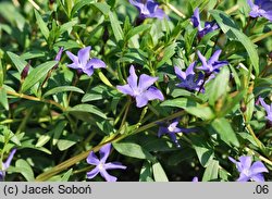 Vinca herbacea (barwinek zielny)