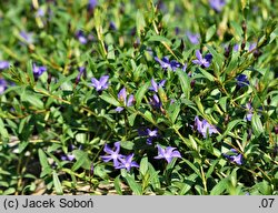 Vinca herbacea (barwinek zielny)