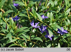 Vinca herbacea (barwinek zielny)