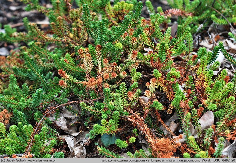Empetrum nigrum var. japonicum (bażyna czarna odm. japońska)