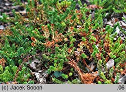 Empetrum nigrum var. japonicum (bażyna czarna odm. japońska)