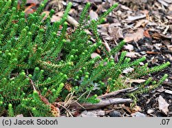 Empetrum nigrum var. japonicum (bażyna czarna odm. japońska)