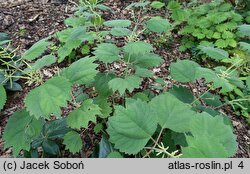 Boehmeria platanifolia (bemeria platanolistna)