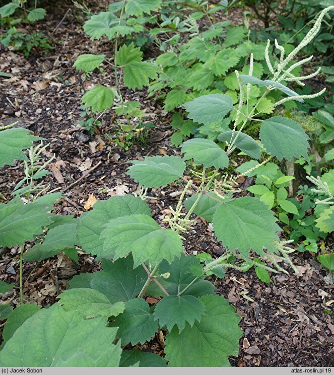 Boehmeria platanifolia (bemeria platanolistna)