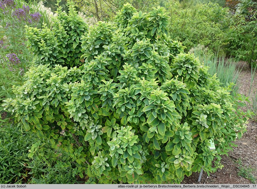 Berberis bretschneideri (berberys Bretschneidera)