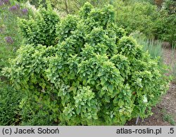 Berberis bretschneideri (berberys Bretschneidera)