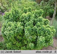 Berberis bretschneideri (berberys Bretschneidera)