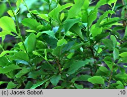 Berberis bretschneideri (berberys Bretschneidera)