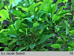 Berberis bretschneideri (berberys bretschneidera)