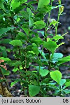 Berberis bretschneideri (berberys bretschneidera)