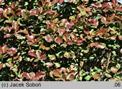 Berberis ×chopinii (berberys Chopina)