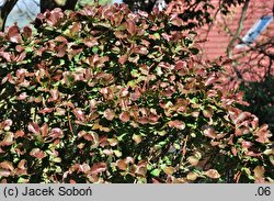 Berberis ×chopinii (berberys Chopina)