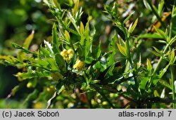 Berberis ×frikartii (berberys Frikarta)