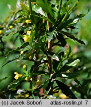 Berberis ×frikartii (berberys Frikarta)