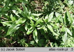 Berberis gagnepainii (berberys Gagnepaina)