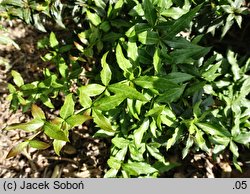 Berberis gagnepainii (berberys Gagnepaina)