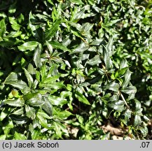 Berberis gagnepainii (berberys Gagnepaina)