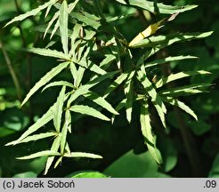 Berberis gagnepainii (berberys Gagnepaina)