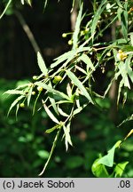 Berberis gagnepainii (berberys Gagnepaina)