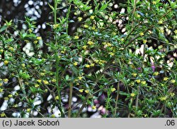 Berberis gagnepainii (berberys Gagnepaina)