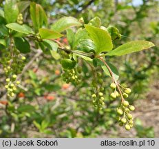 Berberis jamesiana (berberys Jamesa)