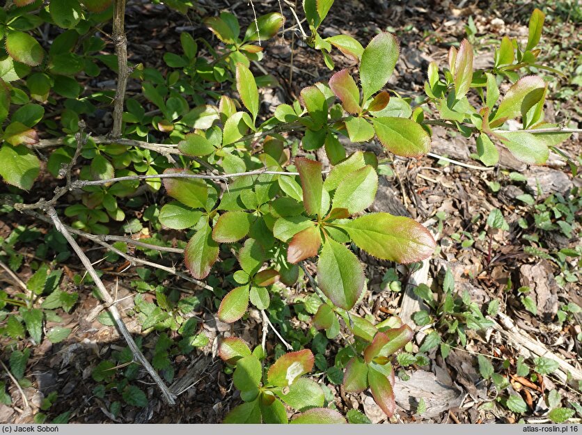 Berberis jamesiana (berberys Jamesa)