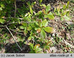 Berberis jamesiana (berberys Jamesa)