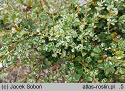 Berberis thunbergii Adam