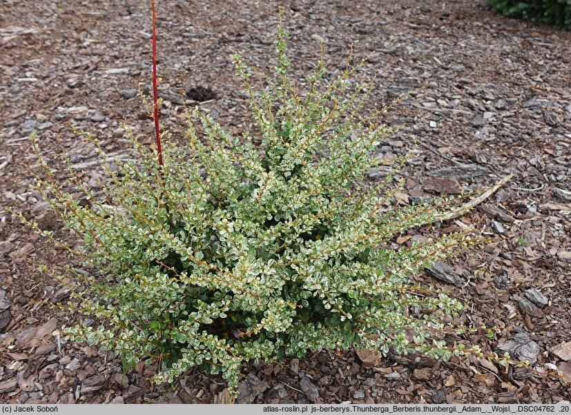 Berberis thunbergii Adam