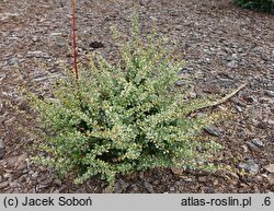 Berberis thunbergii Adam