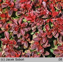 Berberis thunbergii Admiration