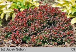 Berberis thunbergii Admiration