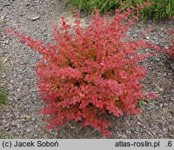 Berberis thunbergii Desperados