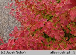 Berberis thunbergii Desperados